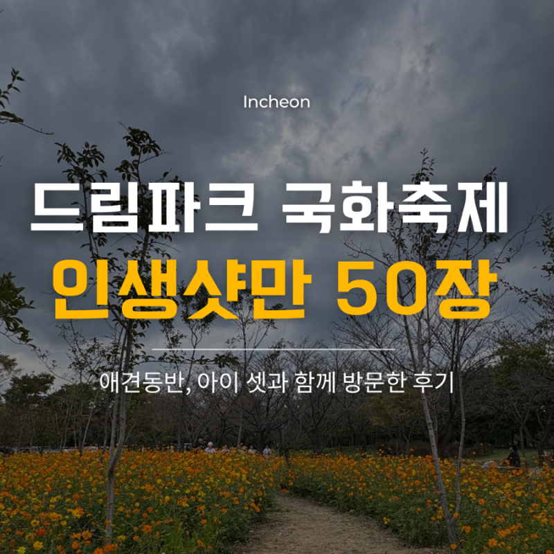 2026 인천 드림파크 야생화단지 국화축제 일정·주차장별 꽃밭 명소(아이셋+애견동반 후기)