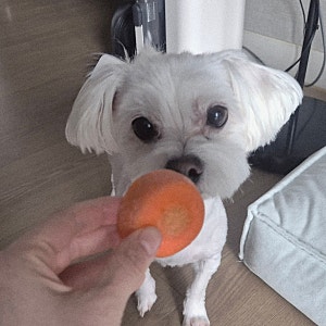 강아지 변비 증상? 음식 바꾼다고 되는 게 아니었음