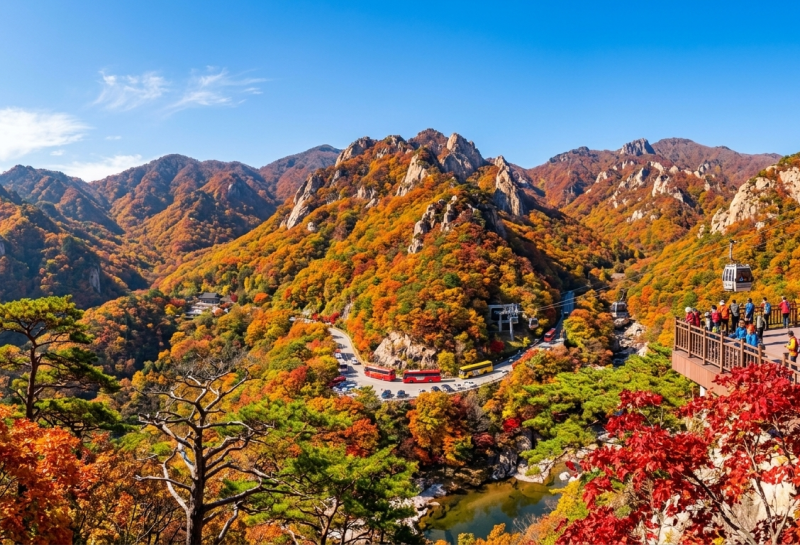 강원도 가을 단풍 명소 인생샷 어디?? 추천리스트 정리! 설악산인제 원대리 자작나무숲 오대....