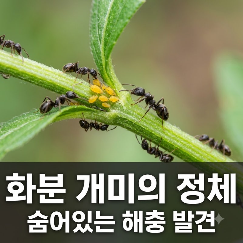 화분 개미 보이면 꼭 확인하세요! 진딧물 깍지벌레 공생의 비밀