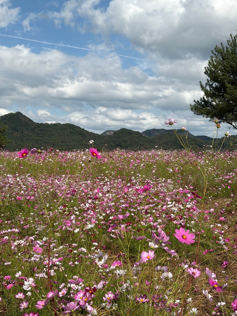 경북상주 문경 코스모스개화상황 가을꽃구경 사람없는곳
