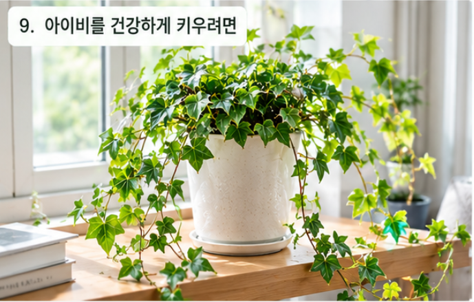 아이비 키우는법｜잎이 마르고 떨어지는 이유부터 물주기, 햇빛까지 (플레이스콤마)