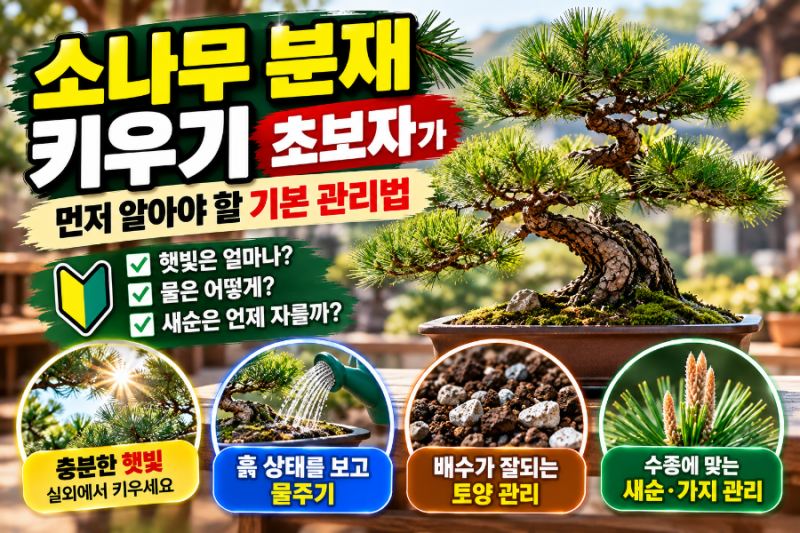 소나무 분재 키우기
