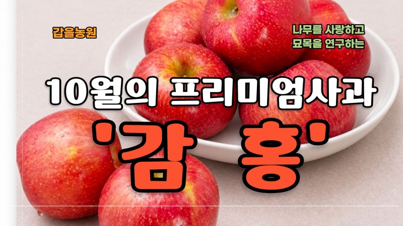10월의 프리미엄 사과 '감홍'