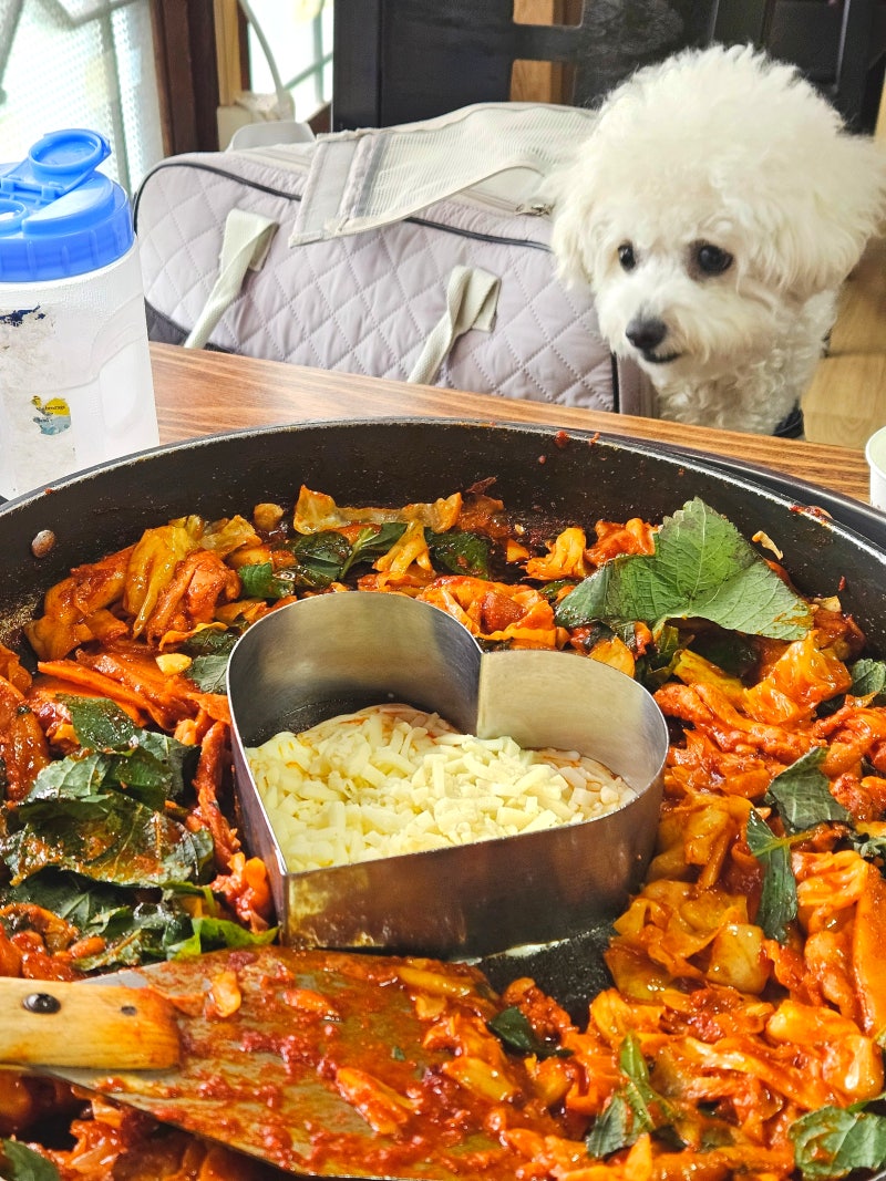 가평 닭갈비 맛집 힐링닭갈비 가평본점 애견동반 가능 식당