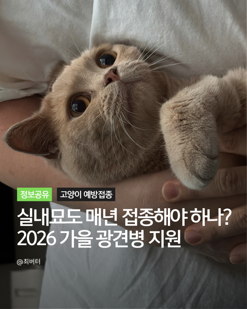 고양이 예방접종 종류 시기 비용 종합백신 광견병 추가접종 주기 성묘 실내묘 기준 정리