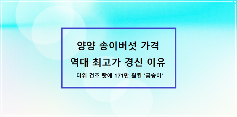 양양 송이버섯 가격 역대 최고가 경신 이유 - 더위 건조 탓에 171만 원된 '금송이'