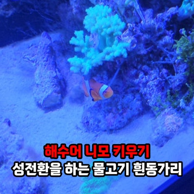 해수어 니모 키우기, 성전환을 하는 물고기 종류? 흰동가리 특징과 해수어항 만들기 키우는....