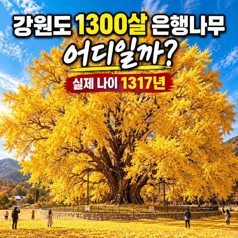 강원도 1300살 은행나무 어디? 원주 반계리 은행나무 나이 1317년·단풍 시기