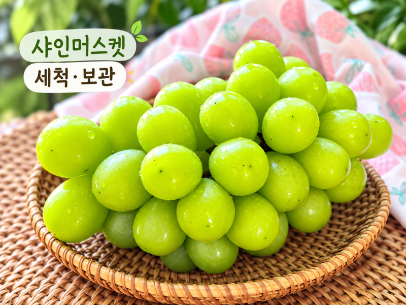 샤인머스켓 세척 깨끗하게 제철 샤인머스캣 보관 방법 신선하게