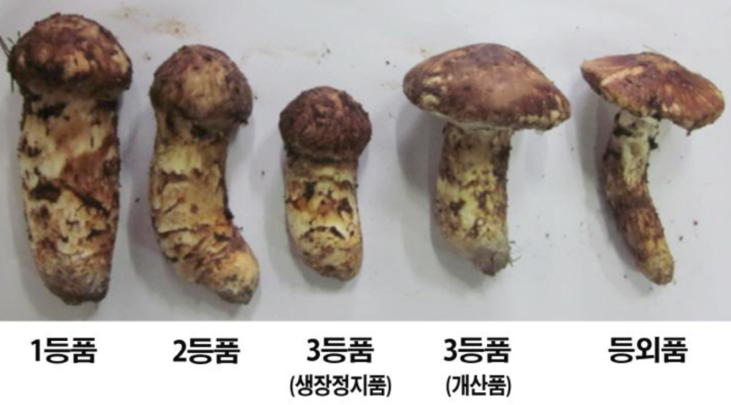 송이버섯 1㎏에 171만 원? 추석 지나도 비싸진 양양 송이의 비밀