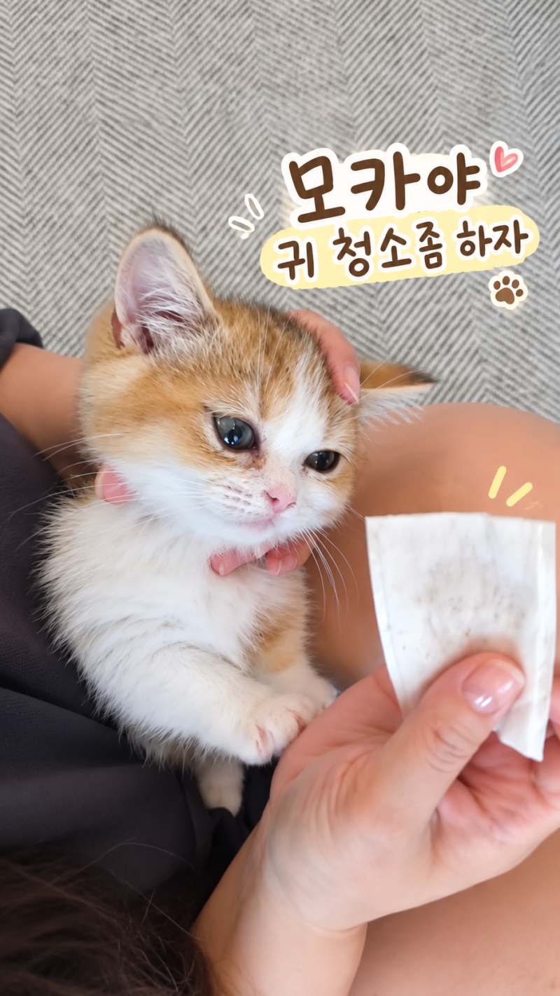 아기 고양이 귀청소 방법｜실제로 사용한 귀세정제와 목화솜