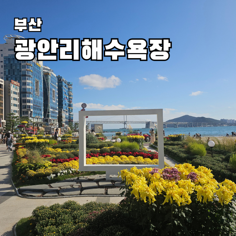 Gwangalli Beach: Autumn Scenery and Chrysanthemums in Busan