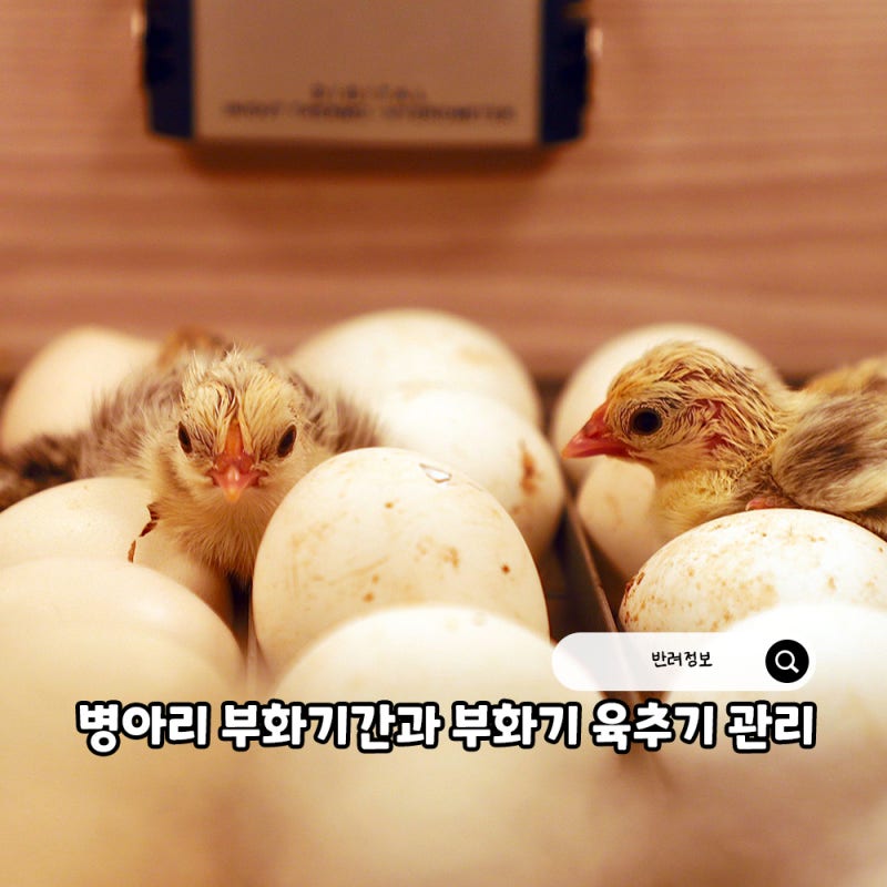 병아리 부화기간, 부화기 온도와 습도, 육추기 관리 방법