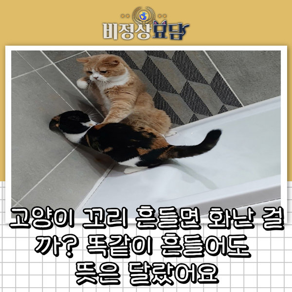 고양이 꼬리 흔들면 화난 걸까? | 똑같이 흔들어도 뜻은 달랐어요
