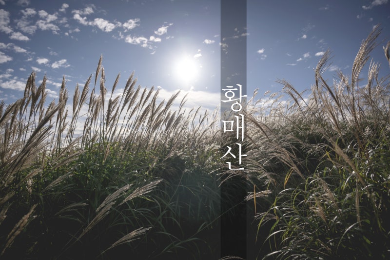 합천 황매산 억새축제 목수국 바람이 지휘하고 은빛 파도가 춤추는 곳