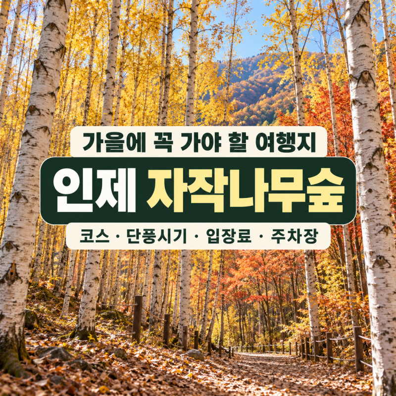 "가을에 꼭 가야할 여행지" 인제 자작나무숲 코스 단풍시기 입장료 주차장 총정리