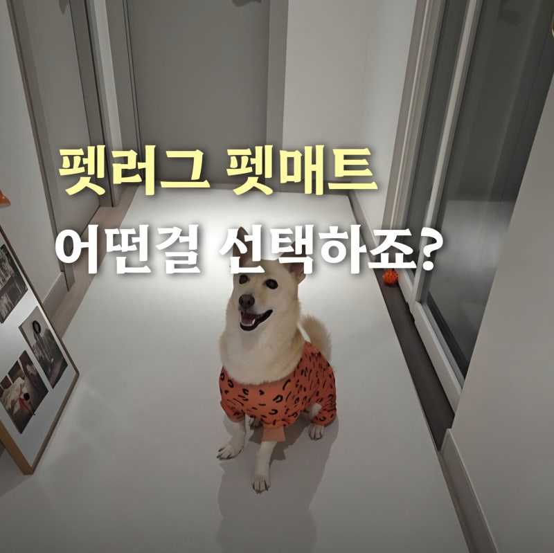 강아지 있는 집 미끄러운 바닥은 '이렇게' 까세요. 슬개골·인테리어 다 잡은 펫러그 펫매트