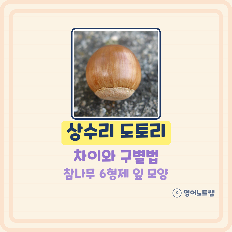 상수리 도토리 차이 상수리나무 굴참나무 참나무 종류 잎 모양 구별법 먹는법 (기본정보)