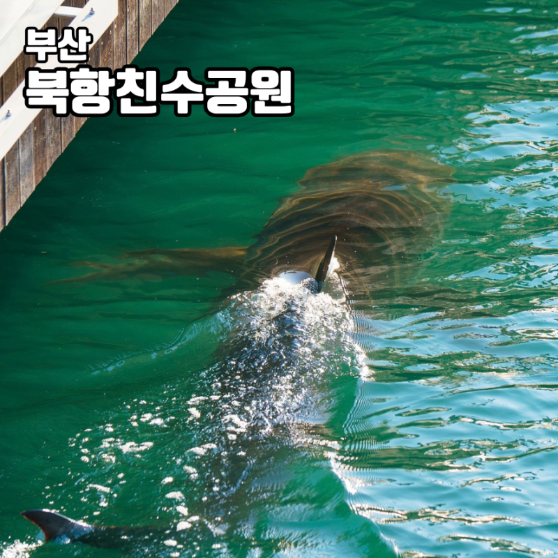 북항친수공원 부산 상어 부캉이 출몰 위치 주차장