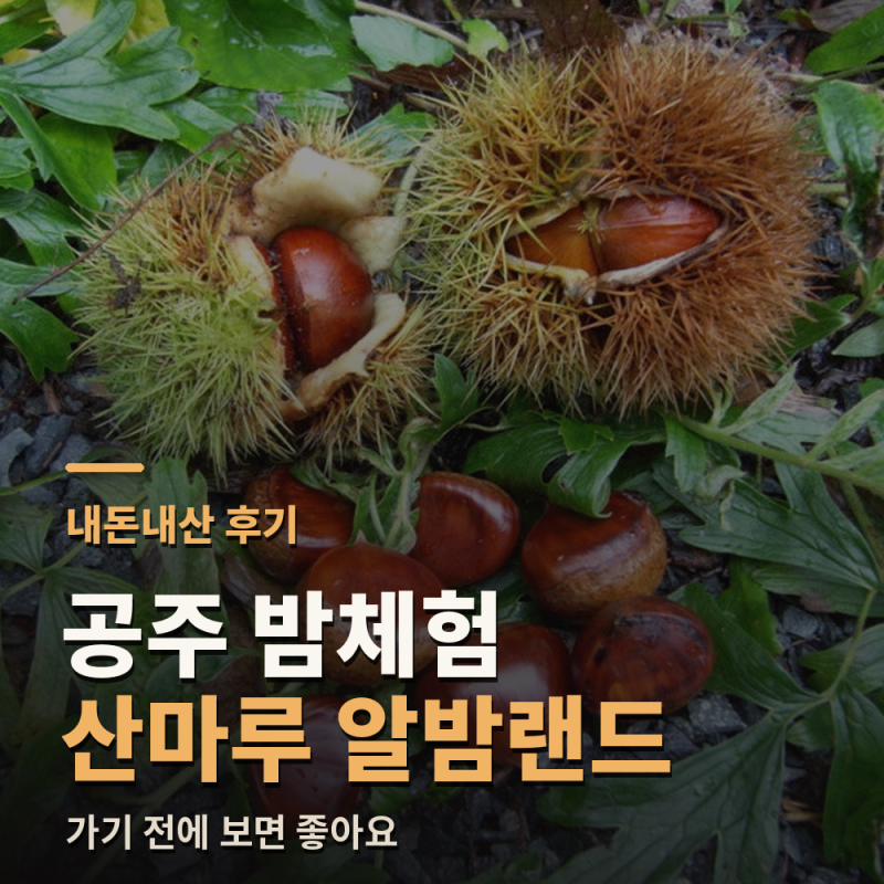 [2026] 공주 밤 줍기 체험 아이랑 가기 좋은 농장 준비물 가격 주차 총정리