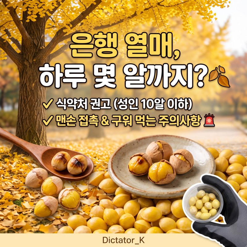 은행 열매 하루 몇 알까지 괜찮을까? 식약처 권고 기준과 맨손 접촉·구워 먹는 법 주의사항