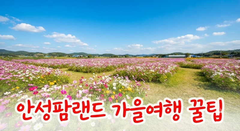 안성팜랜드 코스모스·핑크뮬리 개화 시즌 방문 팁과 관람 동선 총정리