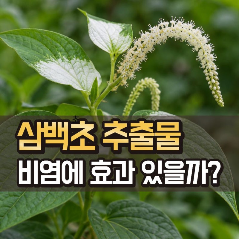 삼백초 추출물이 비염에 좋다는데.. LHF618 효능은 뭐가 다른 걸까?