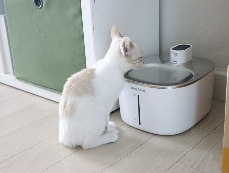새끼고양이 사료 먹이 이유식 아기고양이 밥 시기는?