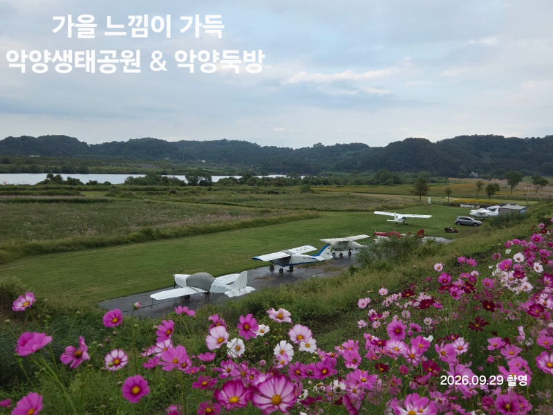 함안 악양생태공원 핑크뮬리부터 악양둑방 코스모스까지, 가을 감성 제대로