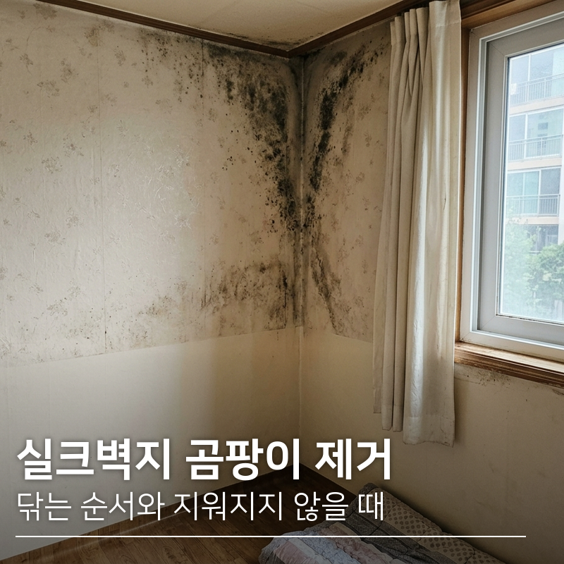 실크벽지 곰팡이 제거 닦는 순서와 지워지지 않을 때 기준
