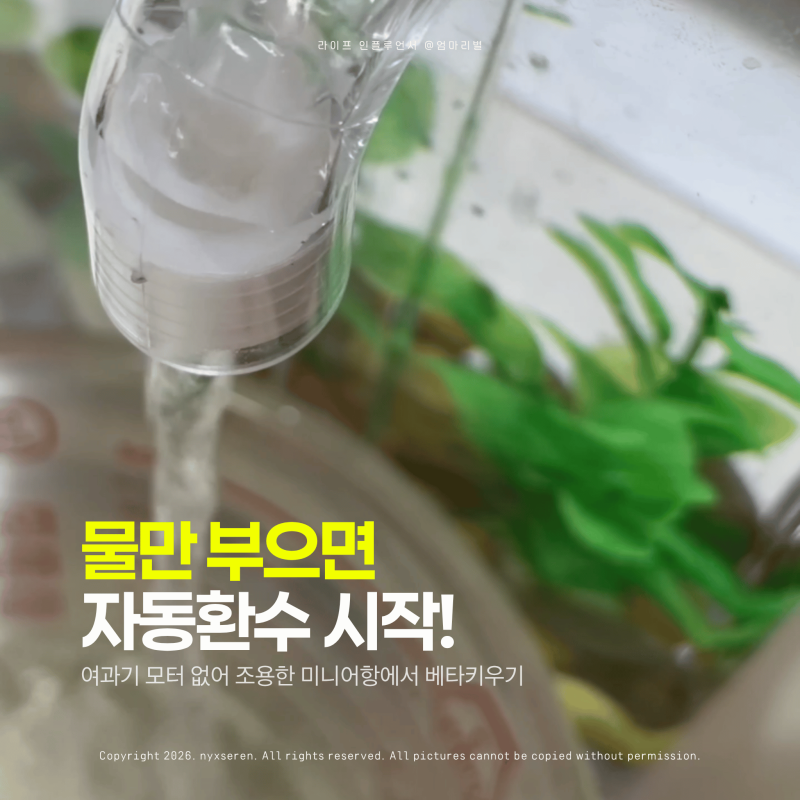 미니어항 베타키우기, 자동환수 물갈이 방법과 필수 팁 (feat. 어항돌)