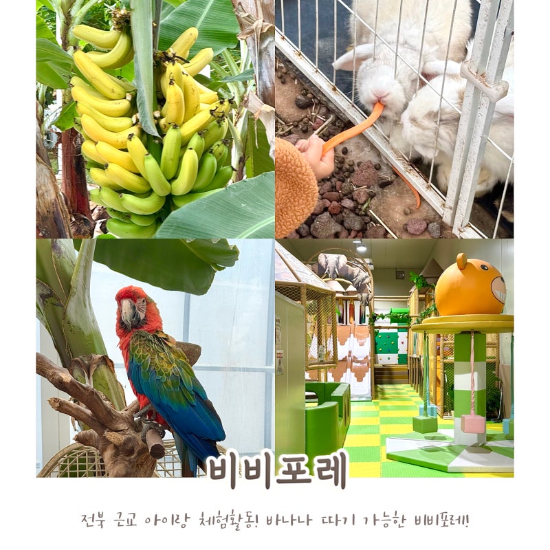 전주 근교 아이랑 가볼만한곳 정읍 비비포레 바나나따기 체험