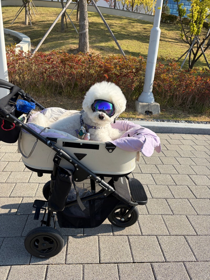 강아지 고글 꼭 써야 할까? 노령견 자외선 차단과 눈 건강 지키는 유모차 산책 필수템!