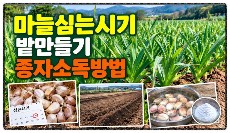 마늘 심는 시기 밭 만들기 종자소독 방법 종구 필요량