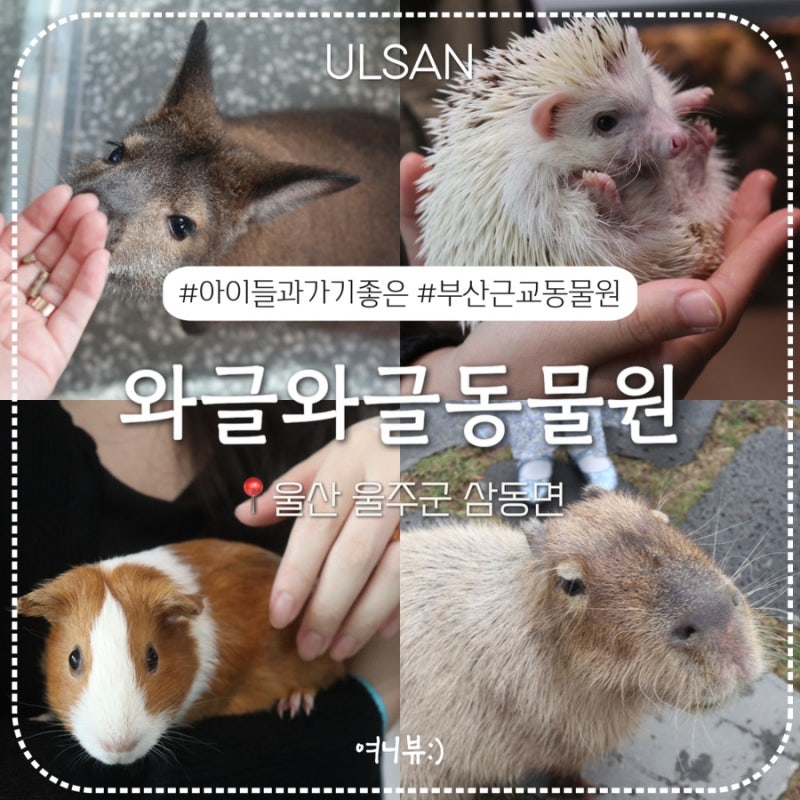 [울산 삼동] ‘와글와글 동물원’ 아이들과 가기 좋은 부산 근교 실내 동물원, 왈라비 교감 ....