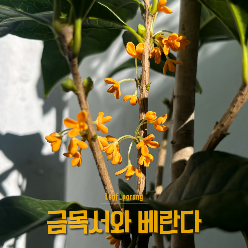 금목서와 베란다