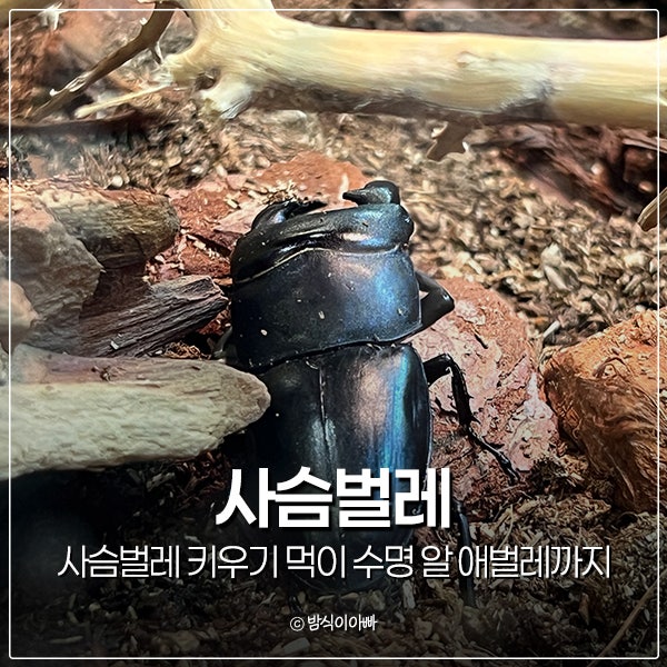 사슴벌레 키우기 왕사슴벌레 먹이 수명 알 애벌레까지
