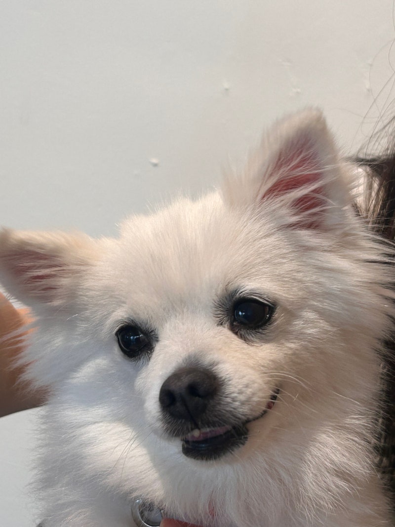 강아지 엉덩이 끌기, 항문낭 때문일까? 그냥 넘기면 안 되는 5가지 원인