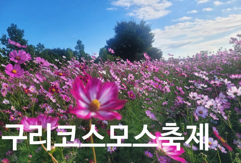 구리 코스모스축제 2026 개화상태｜구리한강시민공원 10월 가볼만한 곳