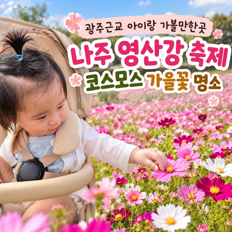 광주근교 아이랑 가볼 만한 곳 나주 영산강 축제 코스모스 가을꽃 명소