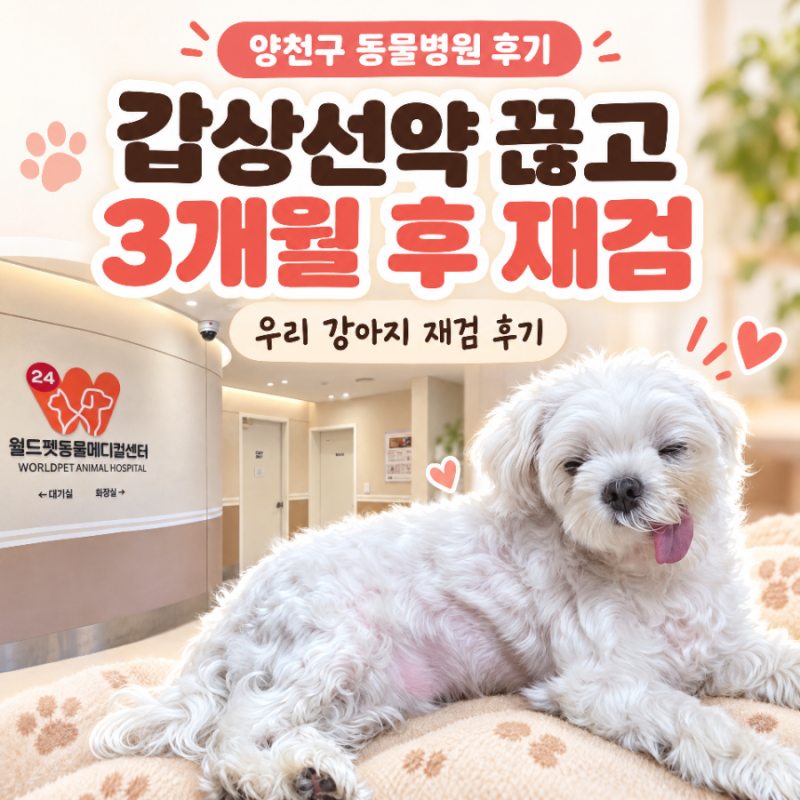 강아지 갑상선기능저하증 3개월 약 끊고 재검한 양천구동물병원 후기