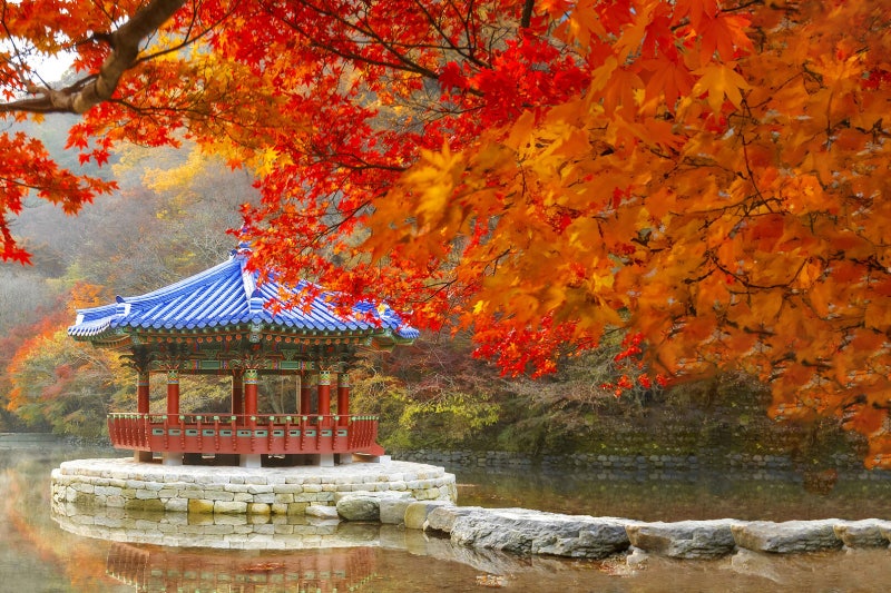 내장산 단풍 버스투어 비교, 케이블카·단풍터널 코스까지 정리
