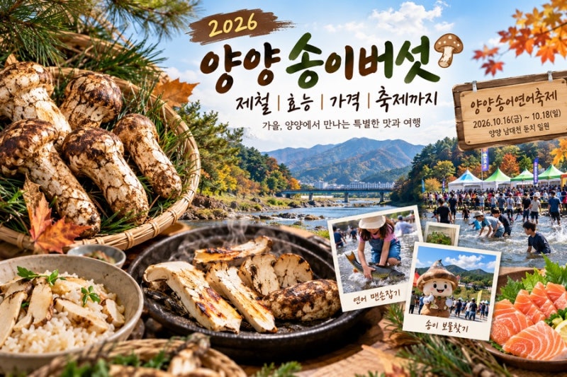 2026 양양 송이버섯 제철｜효능·가격부터 송이연어축제까지