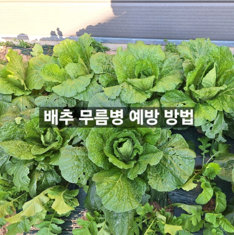 배추 무름병 어떤밭에서 잘 생길까? 무름병 예방과 농약 방제 방법