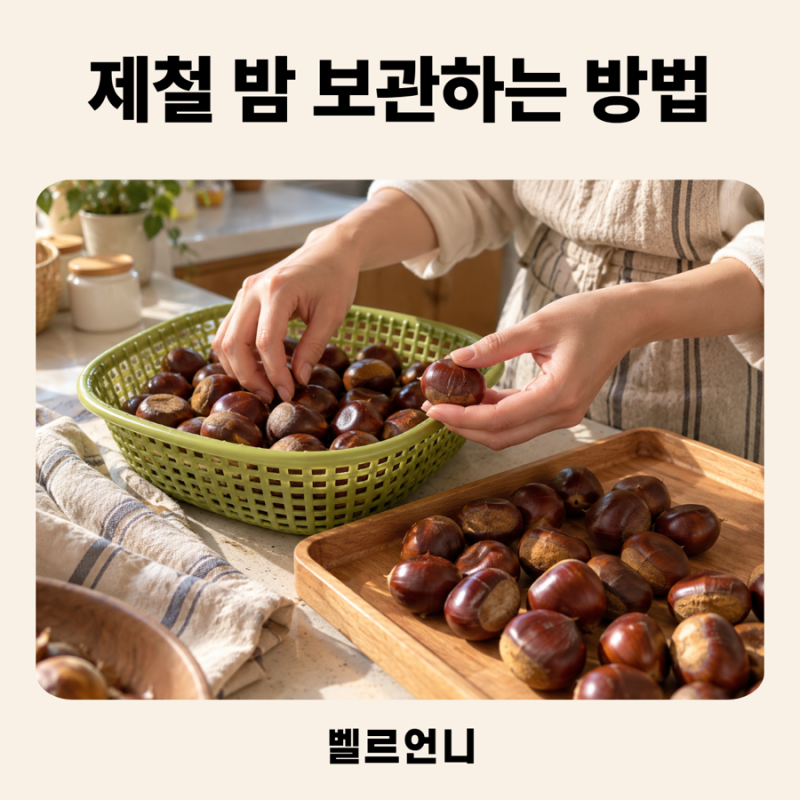 밤 보관법 | 벌레먹은 밤 고르기 부터 생밤 냉장, 삶은 밤 냉동방법까지