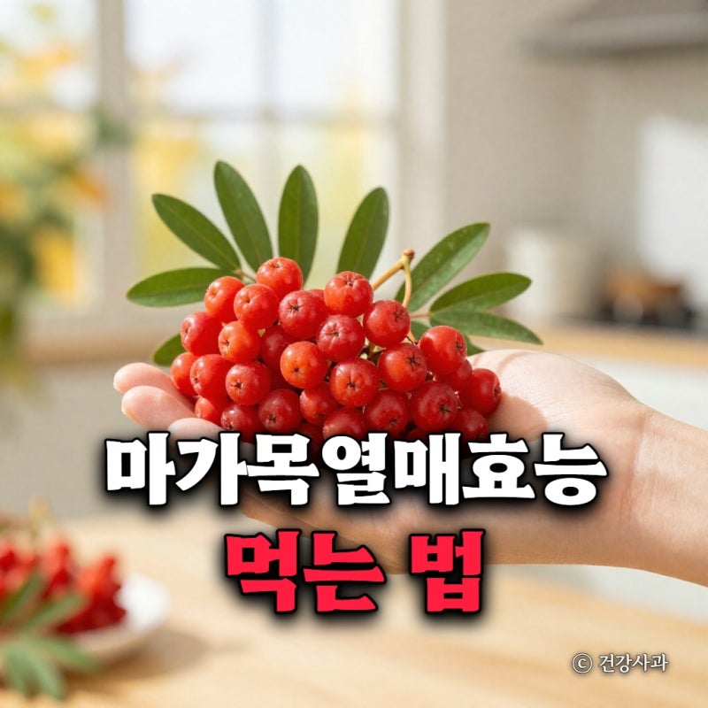 마가목 열매 효능 먹는 법, 생으로 바로 먹어도 될까?