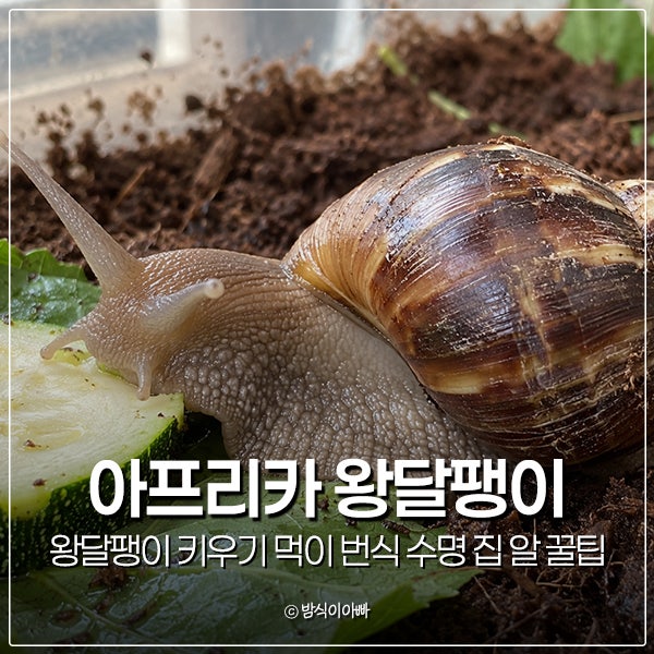 아프리카 왕달팽이 키우기 먹이 번식 수명 집 알 꿀팁