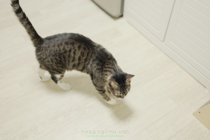 고양이 치매 초기 증상, 소변실수와 울음이 늘었다면?