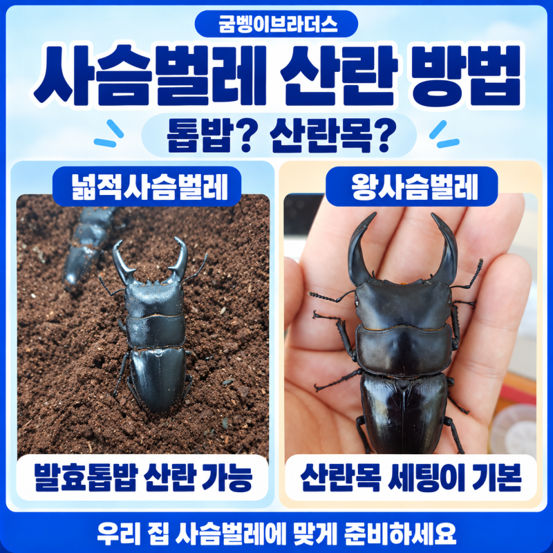 넓적사슴벌레·왕사슴벌레 산란 방법｜발효톱밥과 산란목 차이